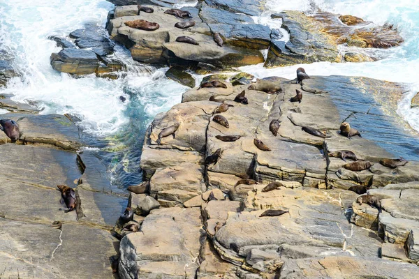Isla Canguro Vista Costera Con Focas Piel Las Rocas Australia — Foto de Stock