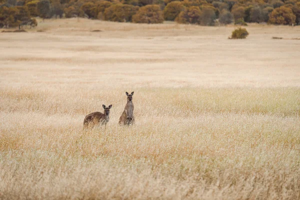 Cangurus Saltando Suas Cabeças Grama Alta Austrália Sul — Fotografia de Stock