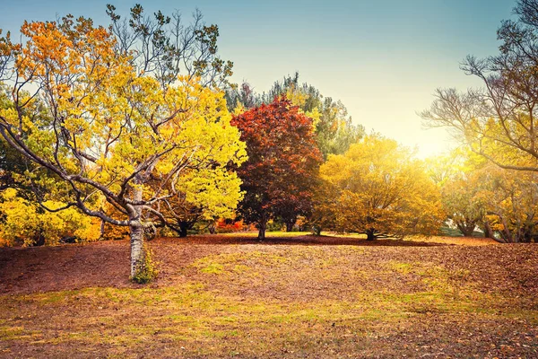 Hermosa Tranquila Escena Otoñal Con Coloridos Árboles Parque Región Adelaida — Foto de Stock