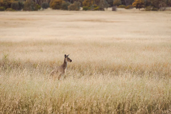 Kangur Wystający Wysokiej Trawy Australia Południowa — Zdjęcie stockowe