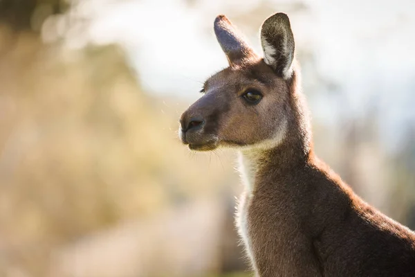 Imagem Close Retrato Face Canguru Seu Habitat Natural Austrália Sul — Fotografia de Stock