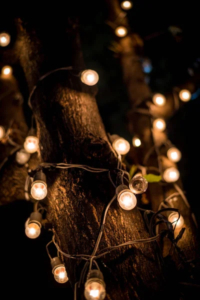 Light Bulbs Hanging Tree Area Wedding Ceremony — Stock Photo, Image