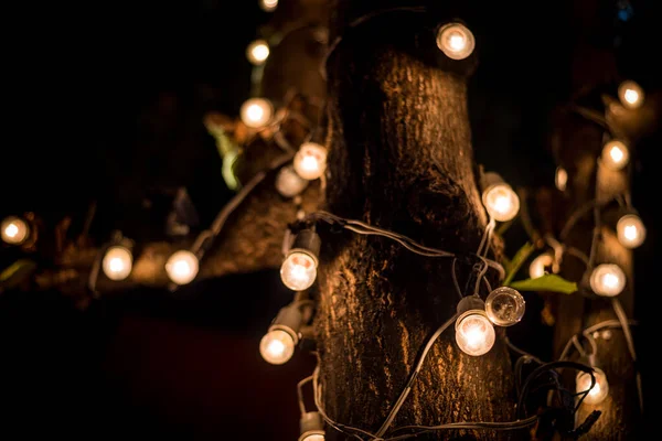 Light Bulbs Hanging Tree Area Wedding Ceremony — Stock Photo, Image