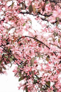 Beyaz bir arka plan üzerinde bir sakura küçük pembe çiçekler