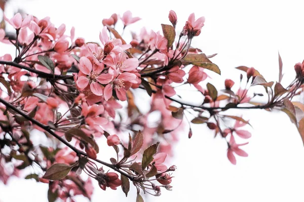 Inflorescência Sakura Rosa Cremosa Fundo Branco — Fotografia de Stock