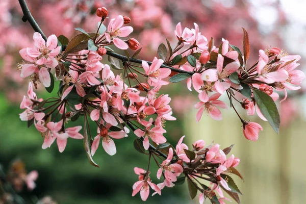 Pequenas Flores Sakura Rosa Fundo Verde — Fotografia de Stock