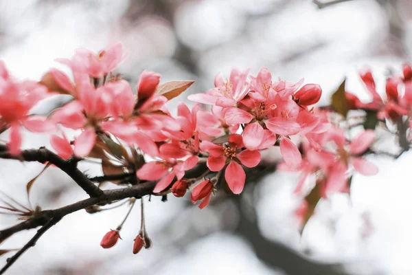 Inflorescência Suavemente Rosa Sakura Fundo Cinza — Fotografia de Stock