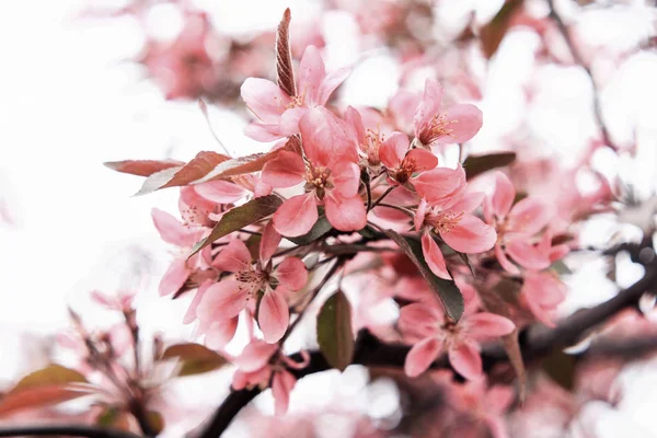 Belas Flores Rosa Doces Uma Sakura Florescente Fundo Branco — Fotografia de Stock