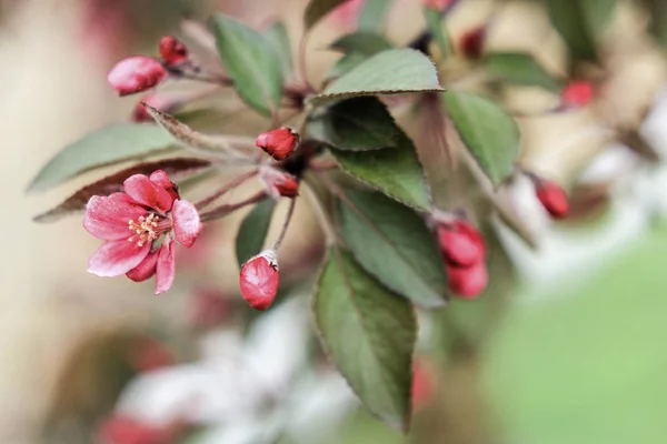 Pequenas Flores Sakura Rosa Fundo Branco Verde — Fotografia de Stock