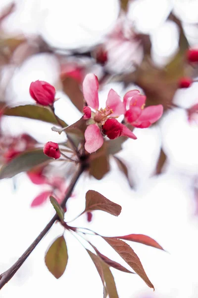 Inflorescência Suavemente Rosa Sakura Fundo Branco — Fotografia de Stock