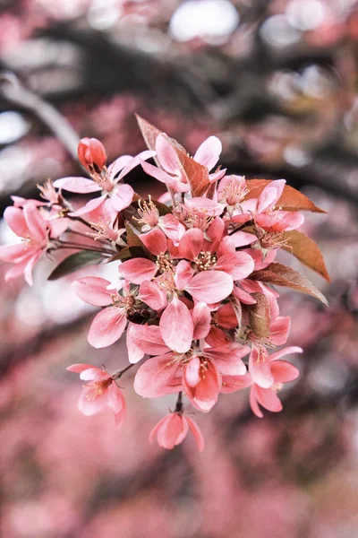 Exquisite Pequena Flor Sakura Fundo Rosa — Fotografia de Stock