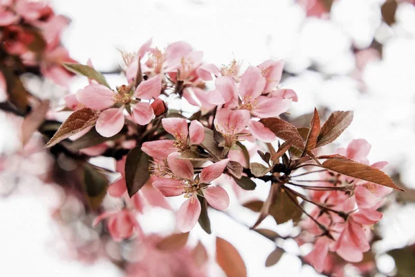 Exquisite gently pink sakura flowers