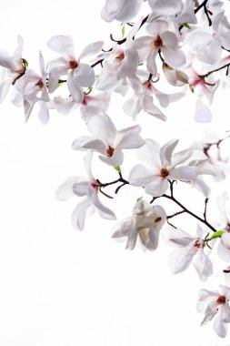 Beyaz Manolya 'nın beyaz arka planda beyaz büyük çiçekleri