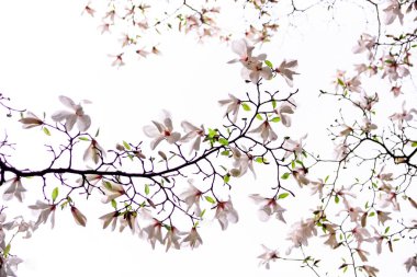 Beyaz arka planda pembe manolya çiçeklenme