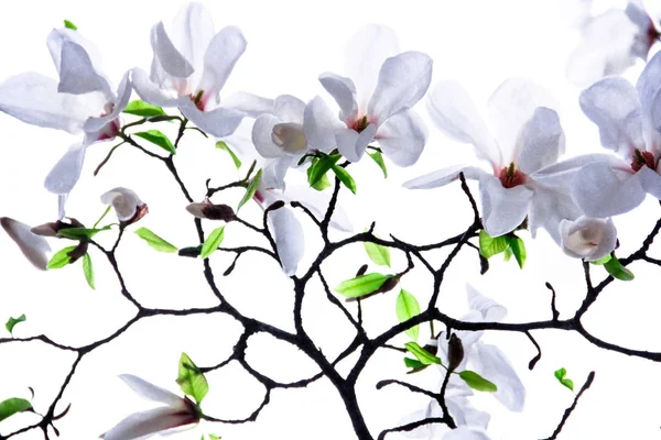 Infiorescenza Della Magnolia Bianca Sfondo Bianco — Foto Stock