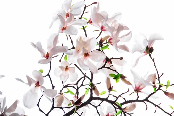 Bouquet Fiore Magnolia Rosa Sfondo Bianco — Foto Stock
