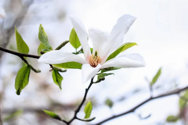 Ramo Com Uma Flor Branca Magnólia Fundo Branco — Fotografia de Stock