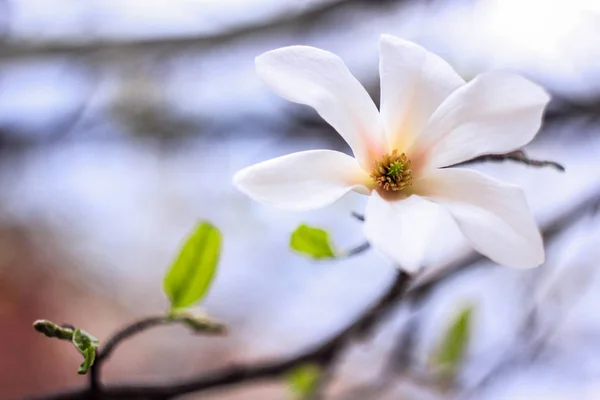 Flor Magnólia Floresceu Sobre Fundo Azul — Fotografia de Stock