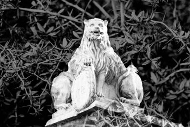 siyah çiçek arka plan üzerinde iki organları ile mistik bir taş aslan güzel heykeli