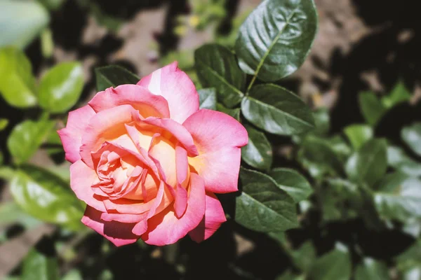 one big rose-yellow rose with green petals blooms on a green background