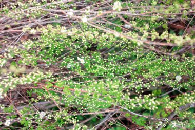 Yeşil ve beyaz çalıların iç içe geçmiş 