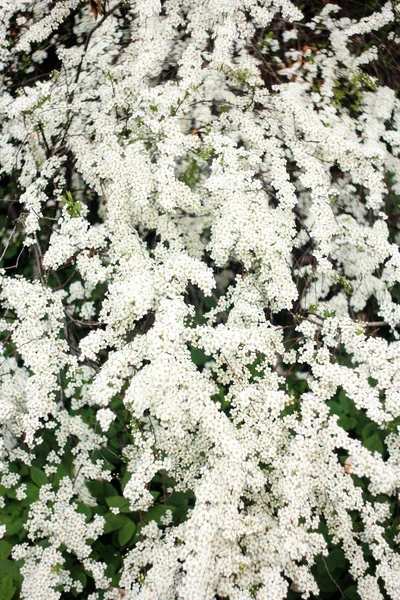 Пышное Соцветие Куста Белой Спиреи — стоковое фото