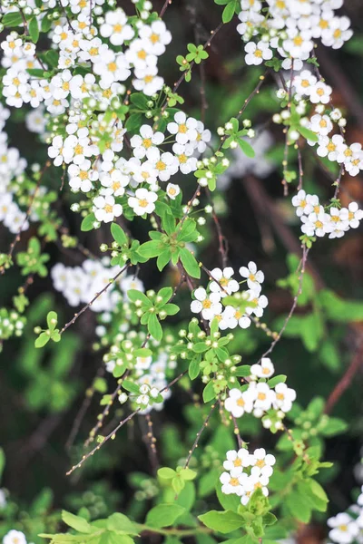 Flores Blancas Arbusto Spirea Sobre Fondo Verde — Foto de Stock