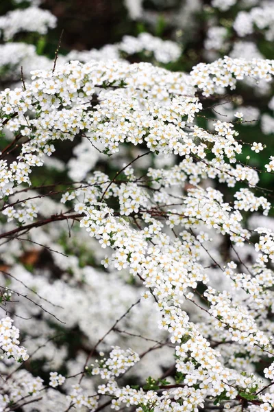 Pequenas Flores Brancas Arbusto Spirea — Fotografia de Stock