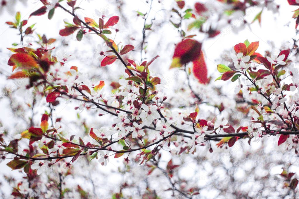 White flowers with burgundy leaves on a tree