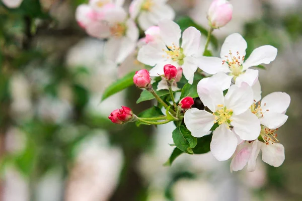 Floração Primavera Uma Macieira Close Pequenas Flores Brancas Fundo Verde — Fotografia de Stock