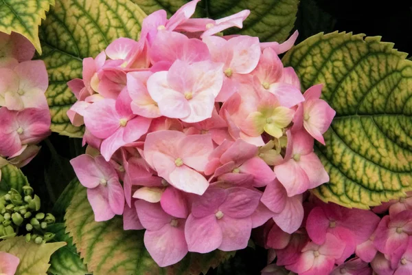 Pink hydrangea flowers.  bouquet of pink little flowers. A spring inflorescence of hydrangea flowers. Pink flowers on a green background