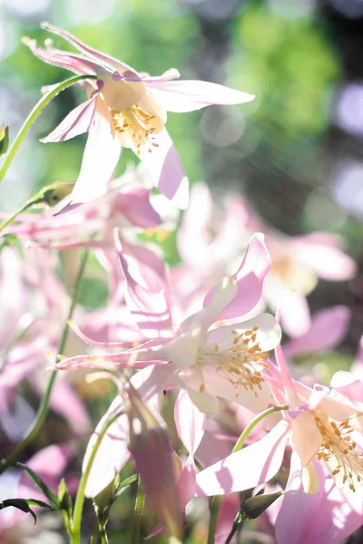 Flores Cor Rosa Aquilegia Flores Pequenas Delicadas Que Crescem Sob — Fotografia de Stock