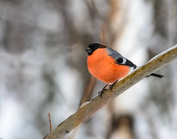 Red bird - bullfinch  (gimpel) sitting on a branch covered with ice.