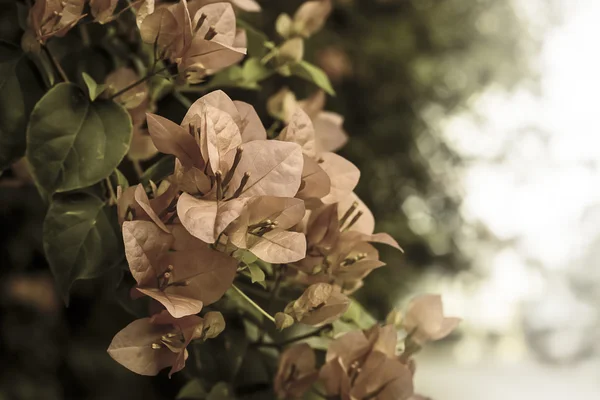 Vintage resim bougainvillea çiçek