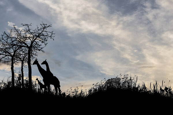 Silhouette tree giraffes sunset with effect