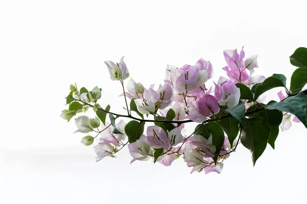 Bougainvillea vit bakgrund Stockbild