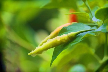 çizgi film taze biber