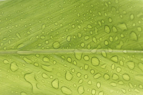 Gotas de agua —  Fotos de Stock