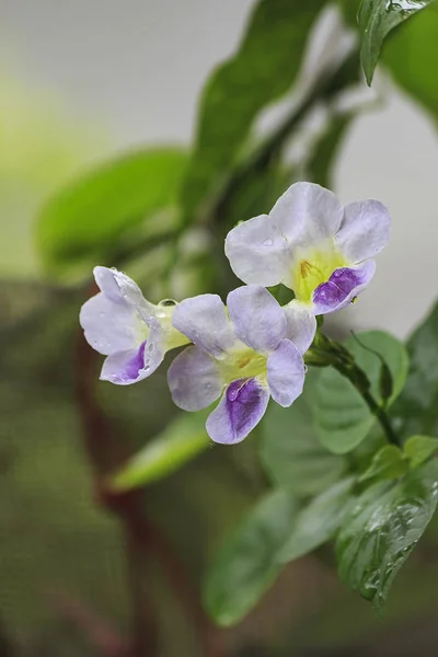 Asystasia gangetica flores — Foto de Stock