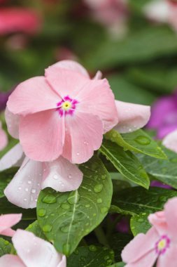 Yakın güzel Old Rose renk phlox 
