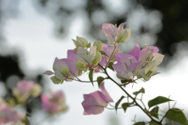 Güzel beyaz ve pembe begonviller