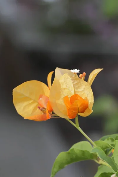 Hermosas flores de buganvillas naranjas — Foto de Stock