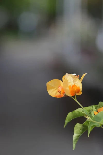 Beautiful orange bougainvillea flowers — Stock Photo, Image