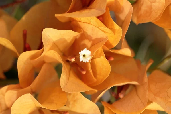 Hermosas flores de buganvillas naranjas —  Fotos de Stock