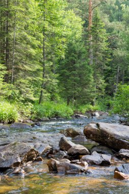 Küçük bir dere için büyük bir ıslak yeşil orman içinde taşlar.