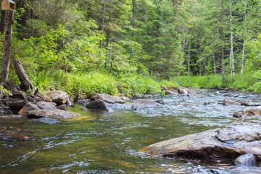 Küçük bir dere için büyük bir ıslak yeşil orman içinde taşlar.