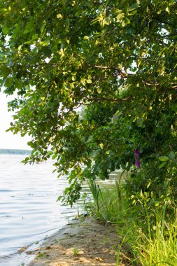 Huş ağacı ve kırmızı çiçek suya yakın