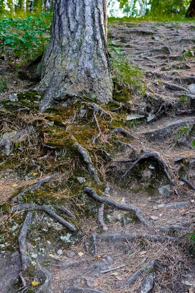 Bir ağaç köklerinin büküm bir yamaç yeşil yosun kaplı