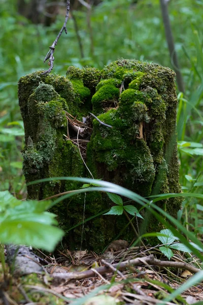 yeşil yosun eski bir güdük