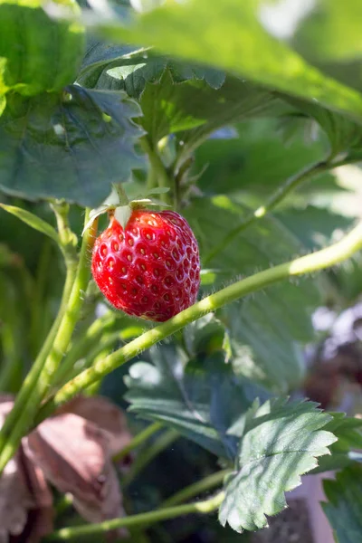 Taze çilek, doğal yeşil arka plan.